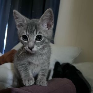 Meet your Posher, Justin